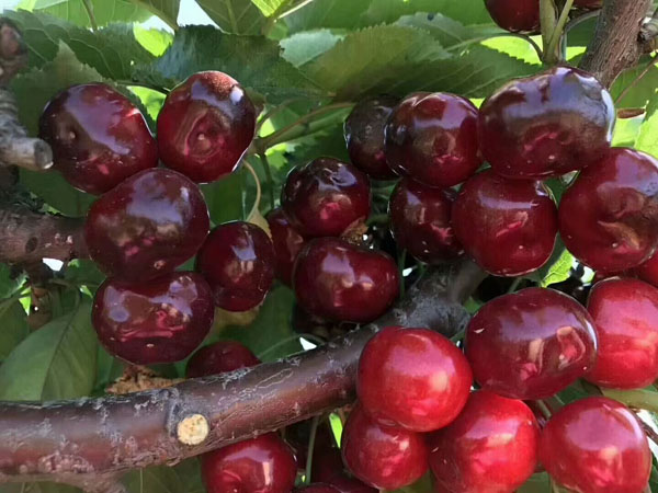 車?yán)遄訖烟颐? width=